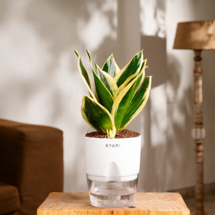Kyari Viridian Golden Hahnii Snake Plant With White Pot