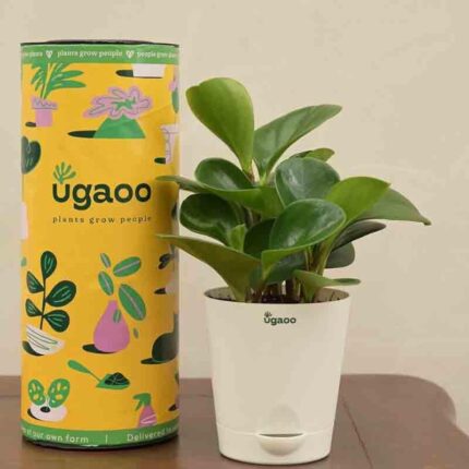 Ugaoo Peperomia Green Plant